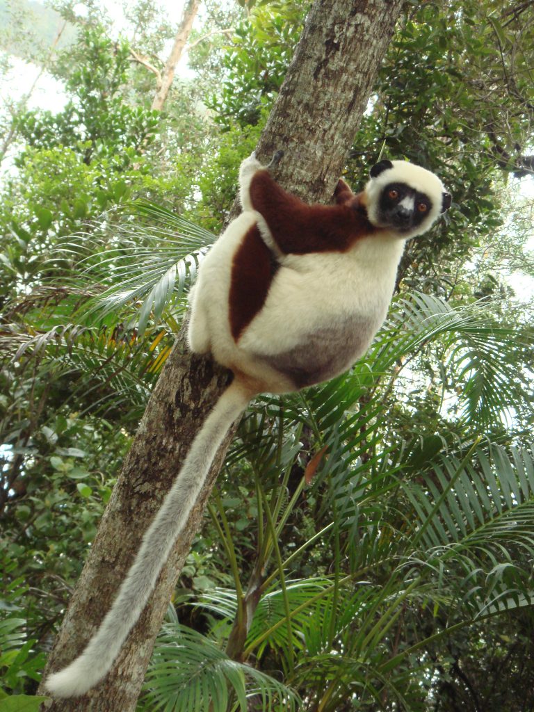 Propithecus coquereli 